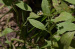 Fourspike heliotrope